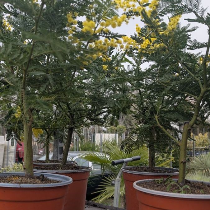 mimosa-gaulois-greffe 19€90 ou 29€90