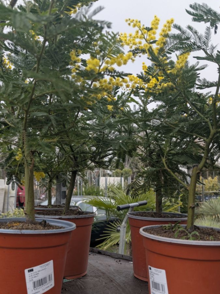 mimosa-gaulois-greffe 19€90 ou 29€90