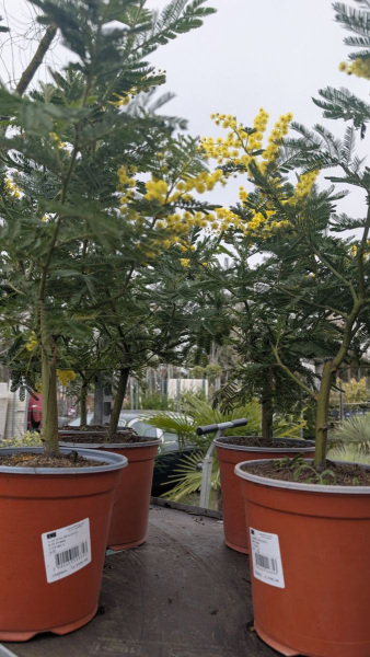 mimosa-gaulois-greffe 19€90 ou 29€90