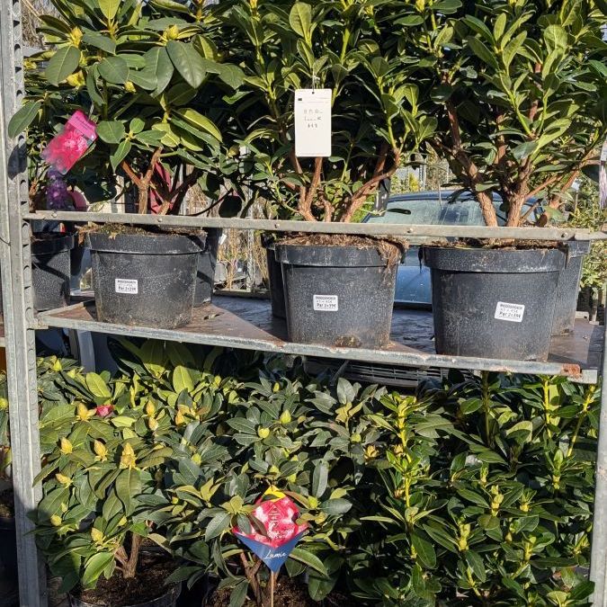 rhododendron-divers-1