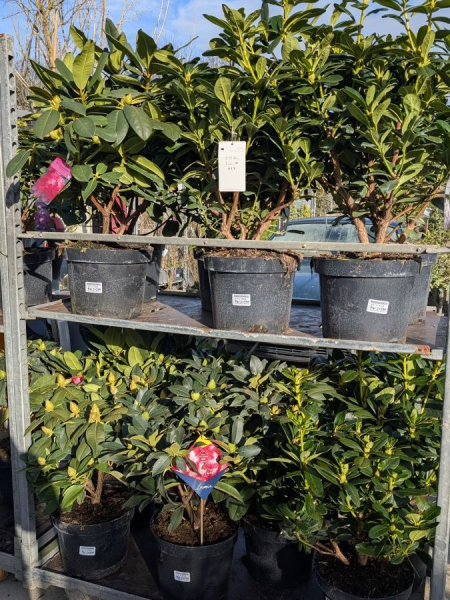 rhododendron-divers-1