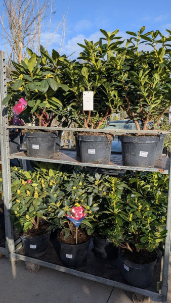 rhododendron-divers-1