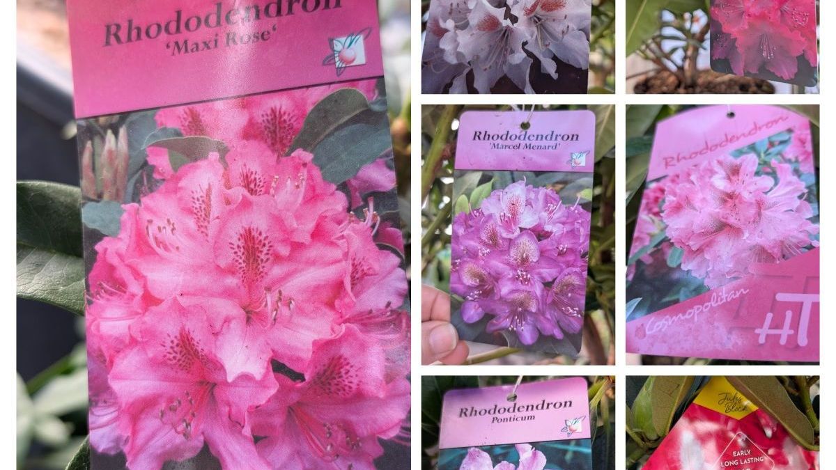 rhododendron-divers-2