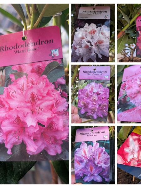 rhododendron-divers-2