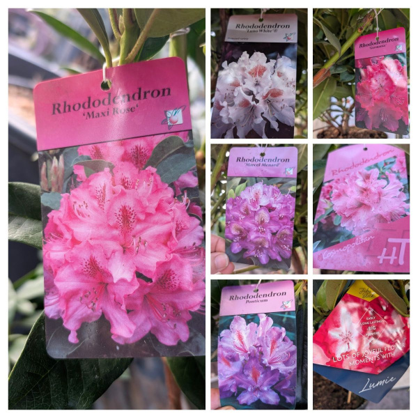 rhododendron-divers-2
