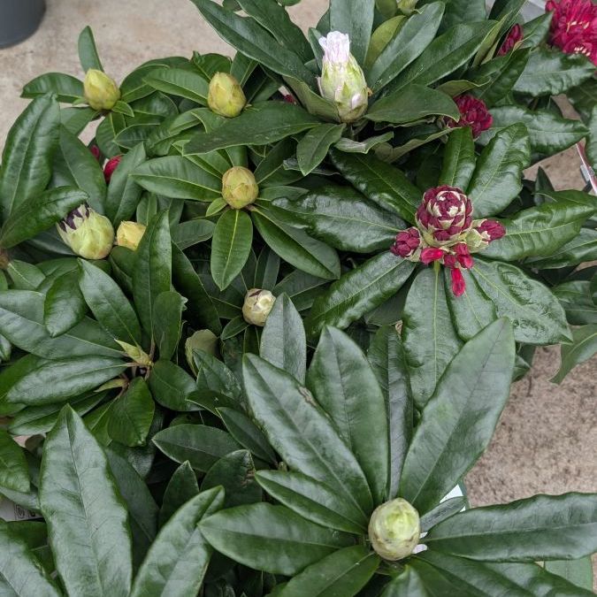 rhododendron à partir de 25€