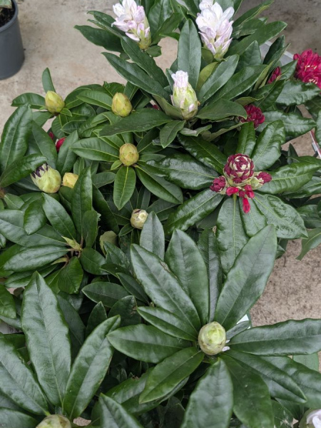 rhododendron à partir de 25€