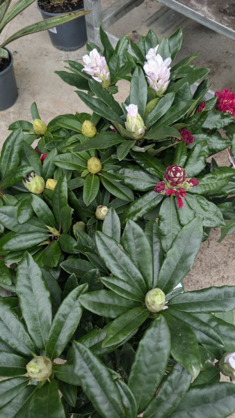 rhododendron à partir de 25€