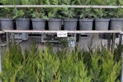 CYPRES-DE-LEILANDII-HAIE  Par 5 = 6€/ unité 7€50