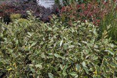 ELEAGNUS-VIVELEG   80/100     12€50