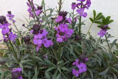 ERYSIUM   4€50