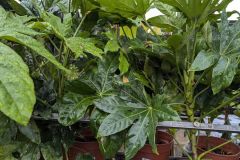FATSIA-JAPONICA   19€50