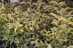 LIGUSTRUM-TROENE-TRICOLORE 12€50