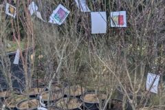 ACER-PALMATUM-DIVERS