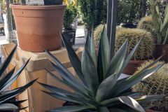 AGAVE-SHAKA-ZULU