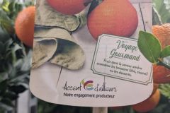 AGRUME-MANDARINIER-CHINOIS