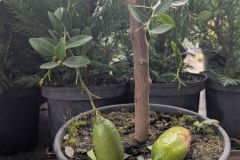 AGRUMES-CITRON-CAVIAR