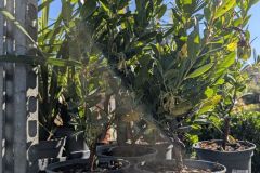 ARBOUSIER-ARBUSTUS-UNEDO