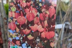 ARBRE-A-CARAMEL- 89€