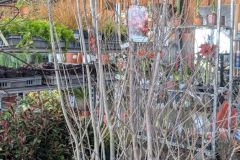 ARBRE-A-CARAMEL- 89€