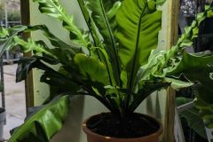 ASPLENIUM-NIDUS- XL 90cm à 39€