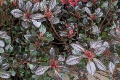 AZALEA-JAPONICA