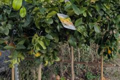 Agrume-xl 89€ Agrume-xl 89€