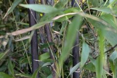 BAMBOU PHYLLOSTACHYS NIGRA  à partir de 25€ Prix selon le litrage