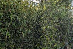 BAMBOU-TRACANT