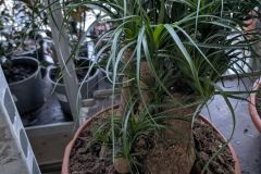 BEAUCARNEA-1