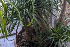 BEAUCARNEA-2