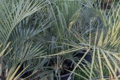 BUTIA-CAPITATA  149€