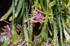 CACTUS-EPIPHYLUM-cactus orchidée 59€