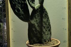 CACUTS-OPUNTIA +/- 90cm = 59€