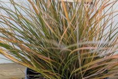 CAREX-PRAIRIE-FIRE