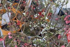 COGNASSIER-DU-JAPON- 29€