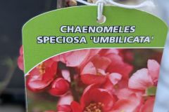 COGNASSIER-DU-JAPON- 29€