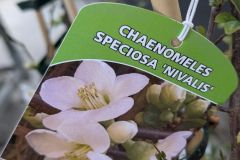 COGNASSIER-DU-JAPON 29€