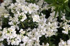 CORBEILLE-D-ARGENT 4€50