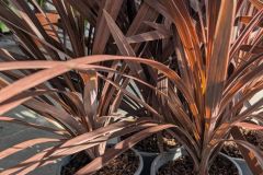 CORDYLINE-AUSTRALIS-RED-STAR