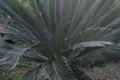 CYCAS-REVOLUTA- 179€