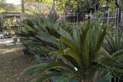 CYCAS-REVOLUTA 199€