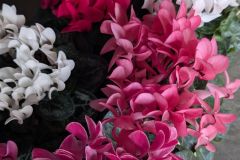 CYCLAMEN