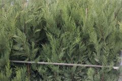 CYPRES-DE-LEILANDII-SAPINETTE à partir de 6€