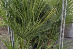 Chamearops-Humilis - dès 29€ et 99€