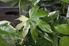 FATSIA-JAPONICA