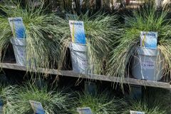 FESTUCA