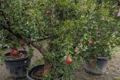 GRENADIER-A-FRUIT-PUNICA-GRANADA- 199€