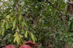 GRENADIER-A-FRUIT-PUNICA-GRANADA- 199€