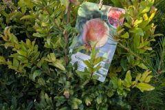 GRENADIER-A-FRUIT    19€50
